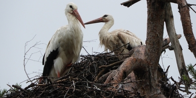 Zwei der rund 120 Störche in ihrem Nest über den Dächern Uznachs. 60 Jungtiere erhielten dieses Jahr einen Ring der Vogelwarte Sempach.