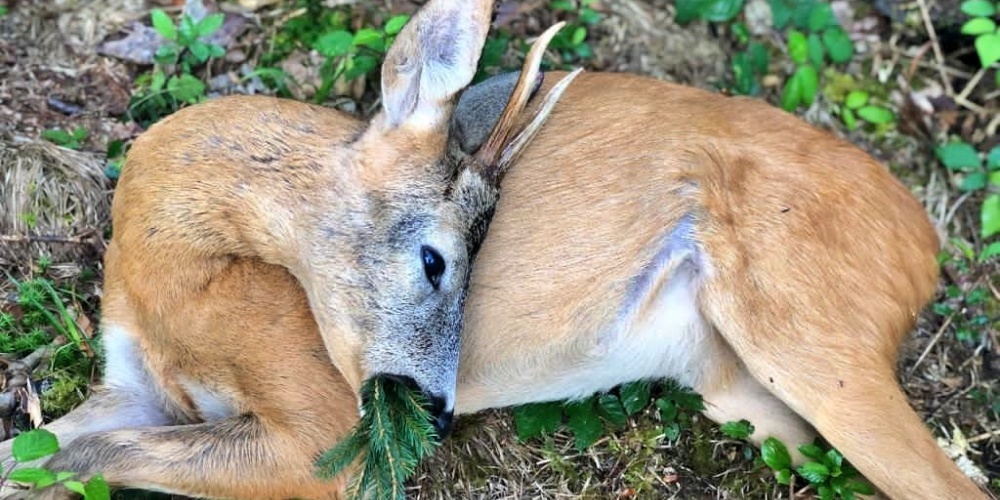 Auch wenn der gesamte Ertrag noch nicht feststeht, ist der Jägerverein See-Gaster glücklich mit der noch laufenden Jagdsaison. 