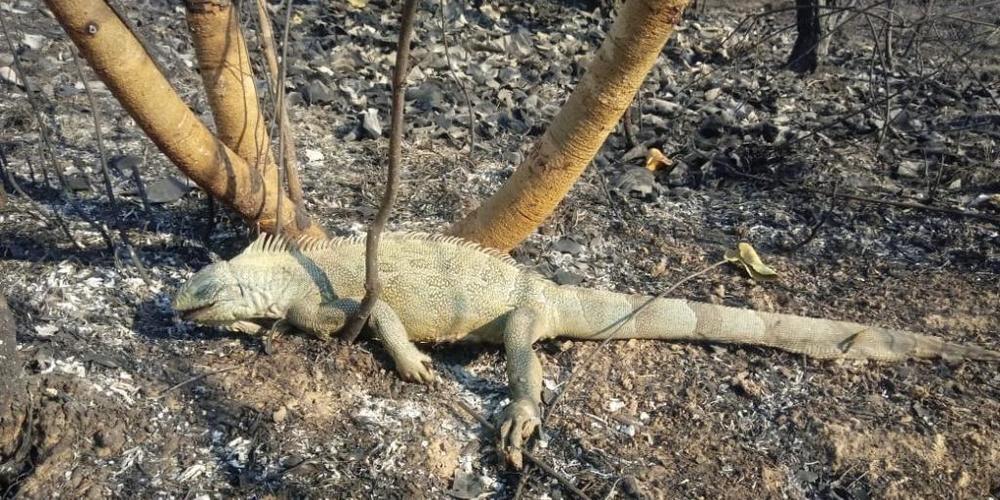 HANDOUT - In einem von einem Feuer betroffenen Gebiet des Pantanal liegt ein toter Leguan. Foto: Susan Weller/Panthera/dpa - ACHTUNG: Nur zur redaktionellen Verwendung im Zusammenhang mit der aktuellen Berichterstattung und nur mit vollständiger N...