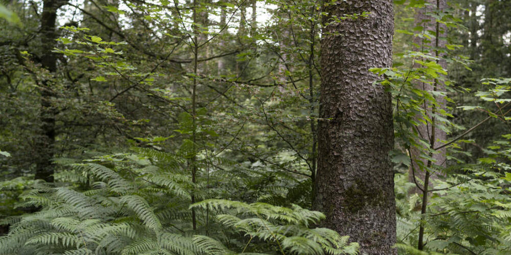Das Aargauer Naturschutzprogramm Wald soll nahtlos weitergeführt werden: Dies ist in der zuständigen Kommission des Grossen Rates unbestritten, sie ist sich aber über die Kredithöhe uneins. (Symbolbild)