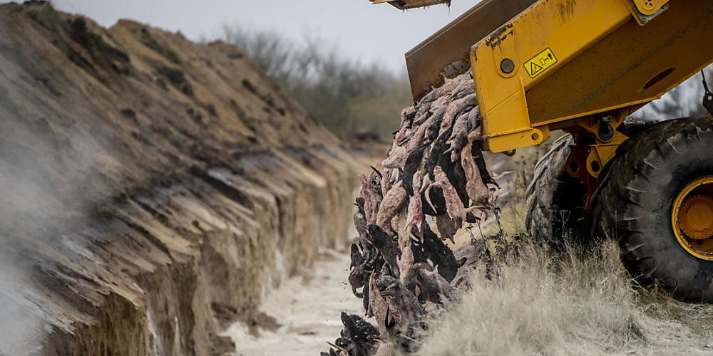 dpatopbilder - Geschlachtete Nerze werden in einem Graben entsorgt. Mitarbeiter der dänischen Gesundheitsbehörde entsorgen mit Hilfe dänischer Streitkräften die Nerze auf Militärland da die dänische Umwelt- und Gesundheitsbehörde mitteilte dass di...