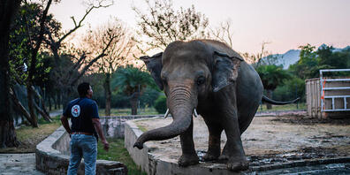 ARCHIV - Tierarzt Amir Khalil steht im Marghazar-Zoo in Islamabad neben Kaavan. Foto: Arne Immanuel Bänsch/dpa