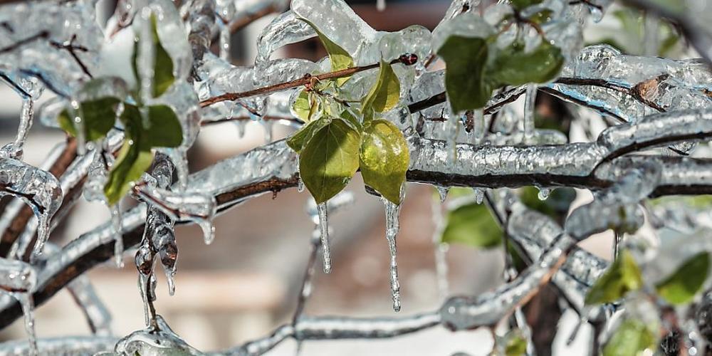 Eiszapfen bilden sich an einem Baum im äußersten Südosten Russlands. Foto: Aleksander Khitrov/AP/dpa