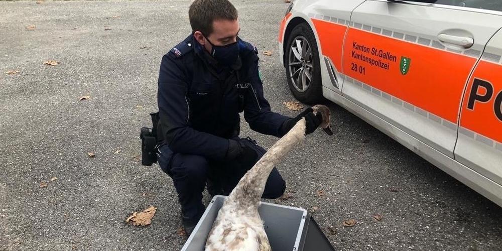 Der Jungschwan hatte sich in einer Angelschnur verfangen, ein Passant rettete das verletzte Tier.