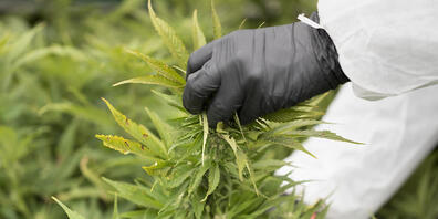 Ärztinnen und Ärzte sollen Cannabisarzneimittel neu direkt auf Rezept verschreiben können.