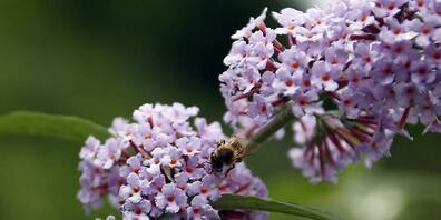 Das Parlament will den Verkauf von invasiven Neophyten wie dem Sommerflieder (Bild) verbieten.