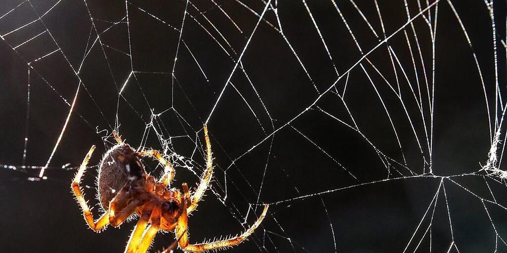 Spinnen bauen ihre Netze auf der Erde asymmetrisch. In der Schwerelosigkeit spinnen sie die Netze hingegen symmetrischer, zumindest in der Dunkelheit. (Archivbild)
