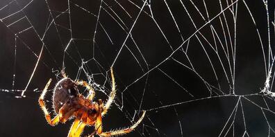 Spinnen bauen ihre Netze auf der Erde asymmetrisch. In der Schwerelosigkeit spinnen sie die Netze hingegen symmetrischer, zumindest in der Dunkelheit. (Archivbild)