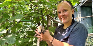 Nasenbärin Koda ist auch Teil der Tierpräsentation «Arche Noah».