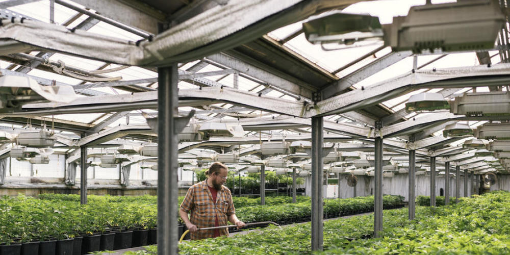 Indoor-Anbau von THC-armem Cannabis in Ossingen ZH. Die EU prüft zur Zeit, ob Hanfextrakte - sofern sie nicht psychotrop wirken - generell als Lebensmittel von der Bewilligungspflicht ausgenommen werden können. (Archivbild)