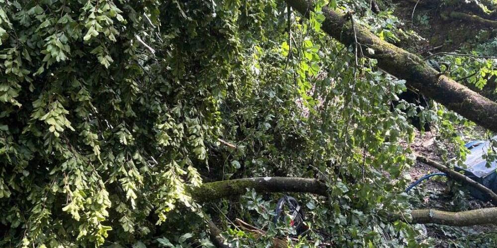 Ein Baum fällt beim Gewitter auf ein Velo und einen Anhänger - dies löst eine Suche aus.