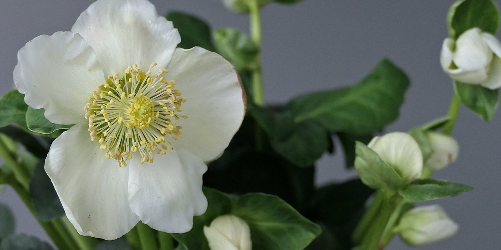Die seltene Blume, die zur Weihnachtszeit blühen kann: die Christrose (Bild: Ulrike Huber)