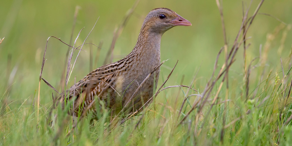 Wer einen Wachtelkönig hört, ist gebeten, den Fund unverzüglich BirdLife Schweiz zu melden.