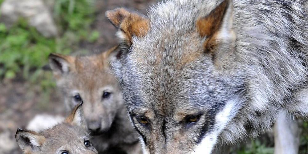 22 Wölfe sind im Wallis unterwegs. Über 300 Nutztiere wurden von ihnen in diesem Jahr gerissen. Der Schaden belief sich auf rund 114'000 Franken. (Symbolbild)