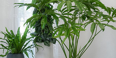 Asplenium 'Crispy Wave', Scindapsus pictus, Philodendron ‘Fun Bun’.