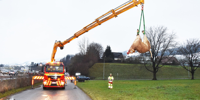 Die Kuh wird auf die Talstrasse geholt. (Bild: Stefan Grüter)