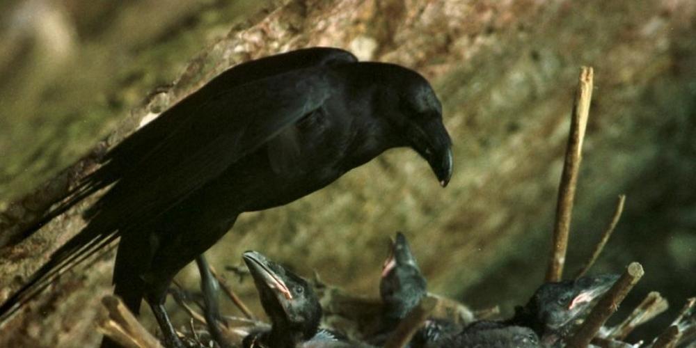 Ein Kolkrabe bewacht seine Jungmannschaft, ein frühbegabtes Geschwader: Die Vögel beherrschen schon mit 4 Monaten das Hütchenspiel ebenso gut wie Primaten. (Archivbild)