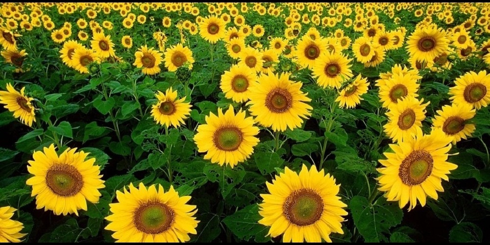 Sonnenblumen als Zeichen der Inklusion.