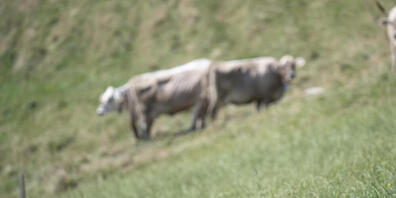 In Appenzell Innerrhoden sind in der Milch PFOS-Werte gemessen worden, welche den EU-Richtwert übersteigen. (Symbolbild)