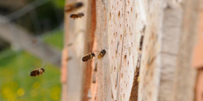 Wildbienen – wilde Verwandte der Honigbienen – auf der Suche nach einem Zuhause.