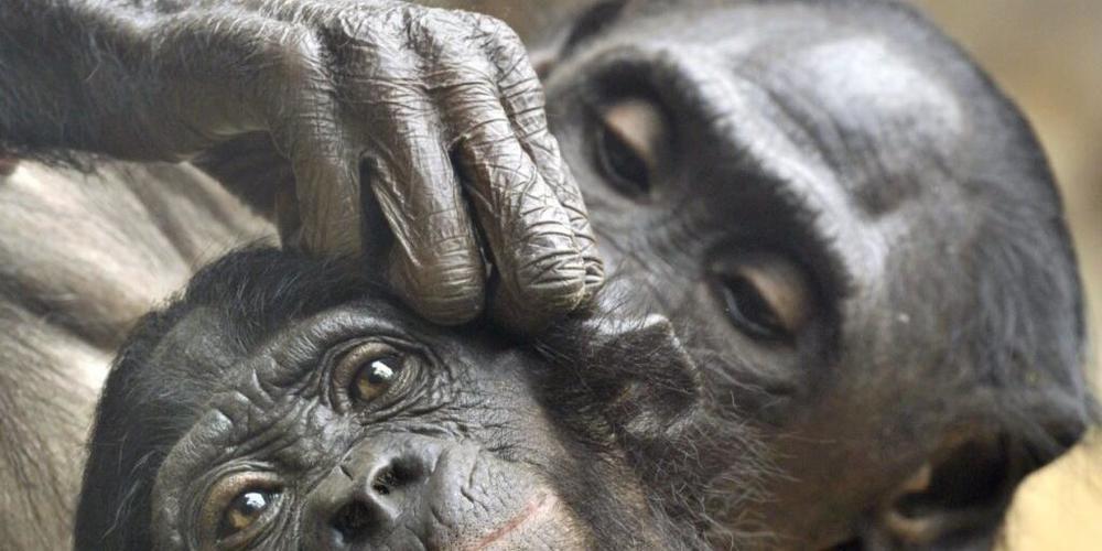Ein Bonobo entlaust seinen Partner: Die Zwergschimpansen sind sich ihrer sozialen Verantwortung gegenüber Artgenossen durchaus bewusst. (Archivbild)