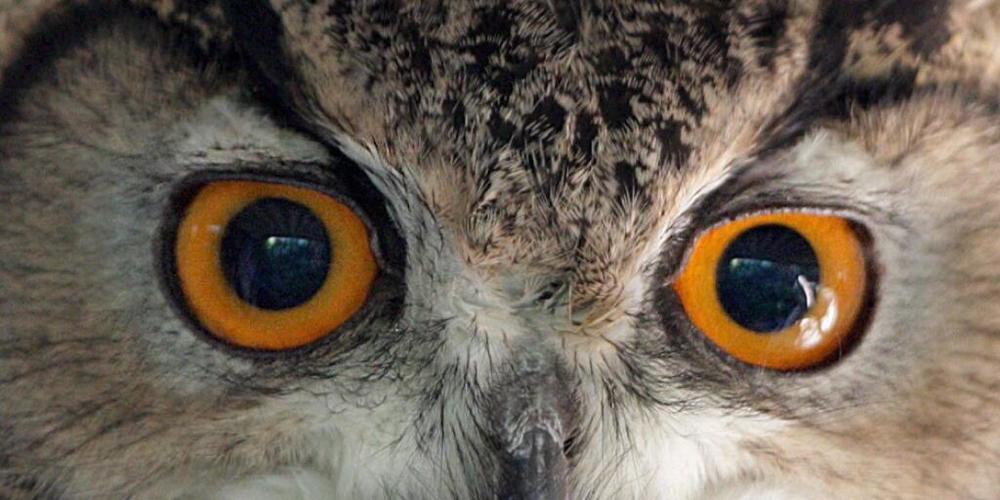 Wie denken die Menschen über Eulen? Künden die Vögel Unheil an oder bringen sie Glück? Die unterschiedlichen Ansichten wollen Forschende nun weltweit dokumentieren.