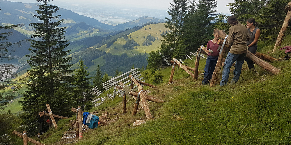 Hoch oben am Schiberg werden von den Freiwilligen des Bergwaldprojekts Dreibeinböcke erstellt. (Bild: zvg)
