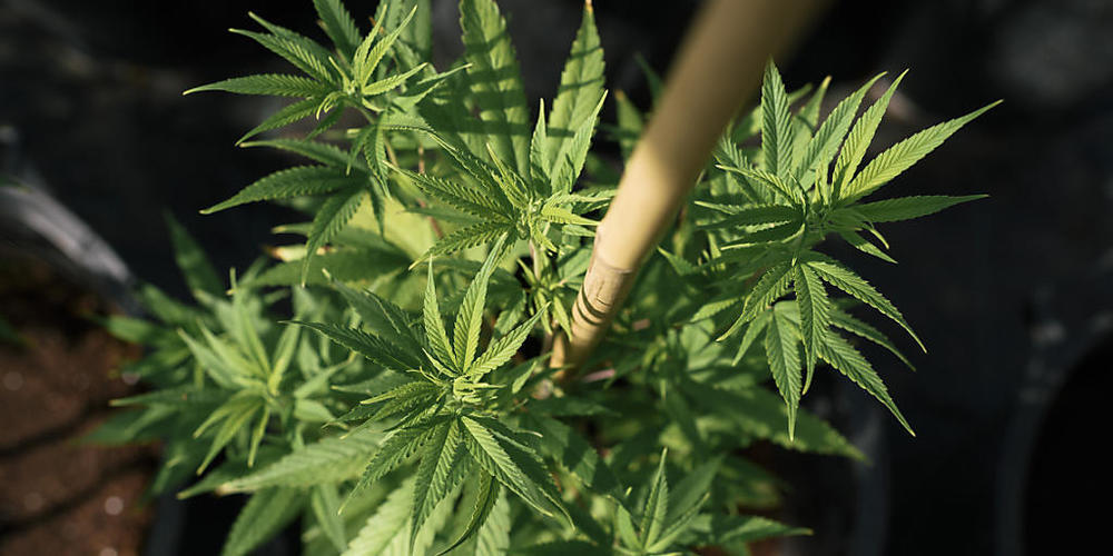 Eine Tochter hat ihren Eltern im norddeutschen Wismar Haschisch in die Weihnachtskekse gebacken. Wegen Übelkeit und Herzrasen riefen die Eltern zweimal die Ambulanz zu Hilfe. (Archivbild)