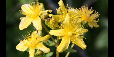 Unsere Grossmütter wussten es: Kaum zu glauben, welche Kraft in der unscheinbaren Blüte des Johanniskrauts steckt.