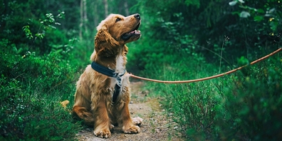 Haben Sie Ihren Hund/Ihre Hunde der Kontrollstelle gemeldet? (Symbolbild)