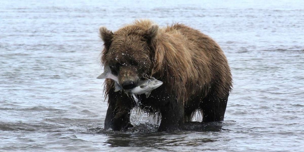 Braunbär in Alaska