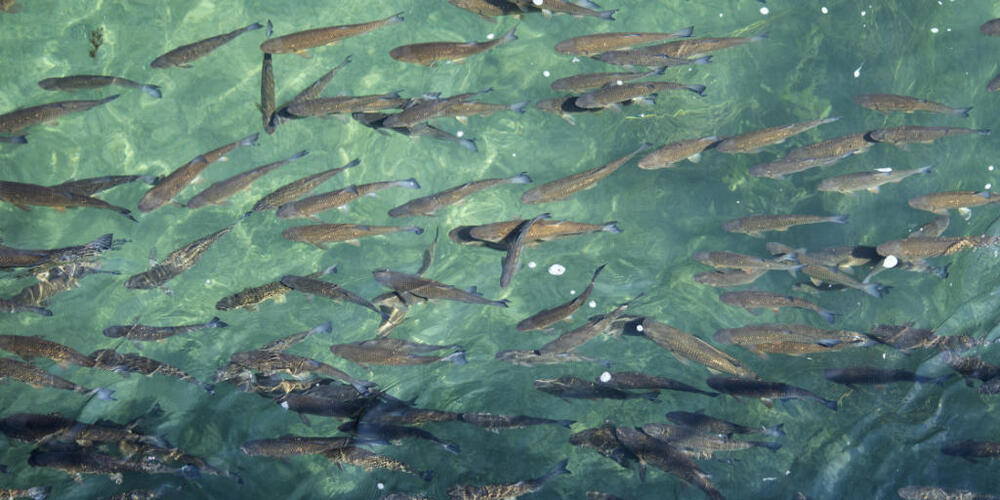 Die aktuelle Hitzewelle hat den Rhein auf stellenweise über 25 Grad erwärmt. Bisher gibt es in den Kantonen Zürich und Schaffhausen aber noch kein Fischsterben. (Archivbild)