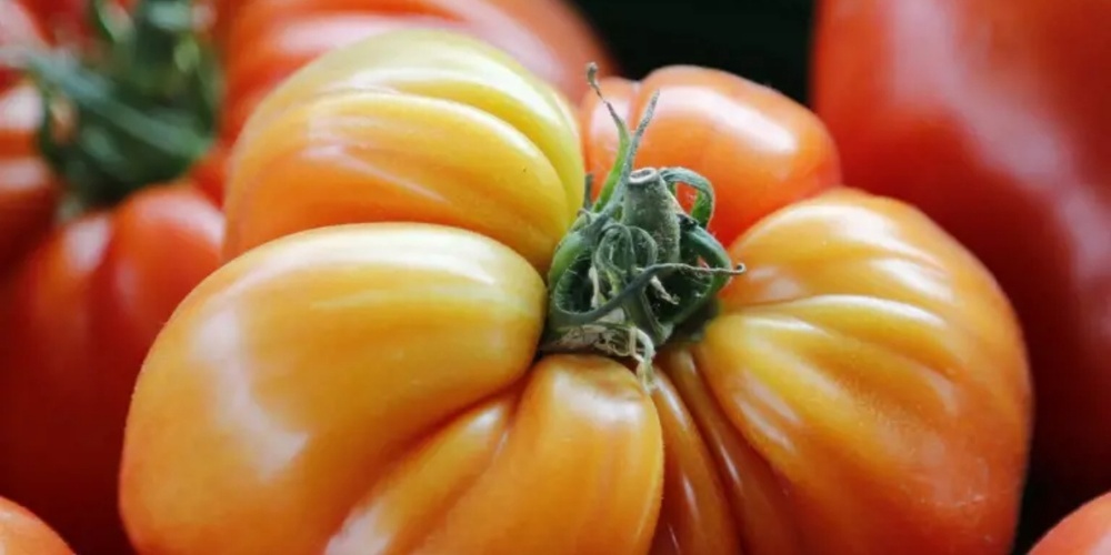 Ochsenherz-Tomaten – die Vielfalt der Tomatensorten ist beeindruckend.