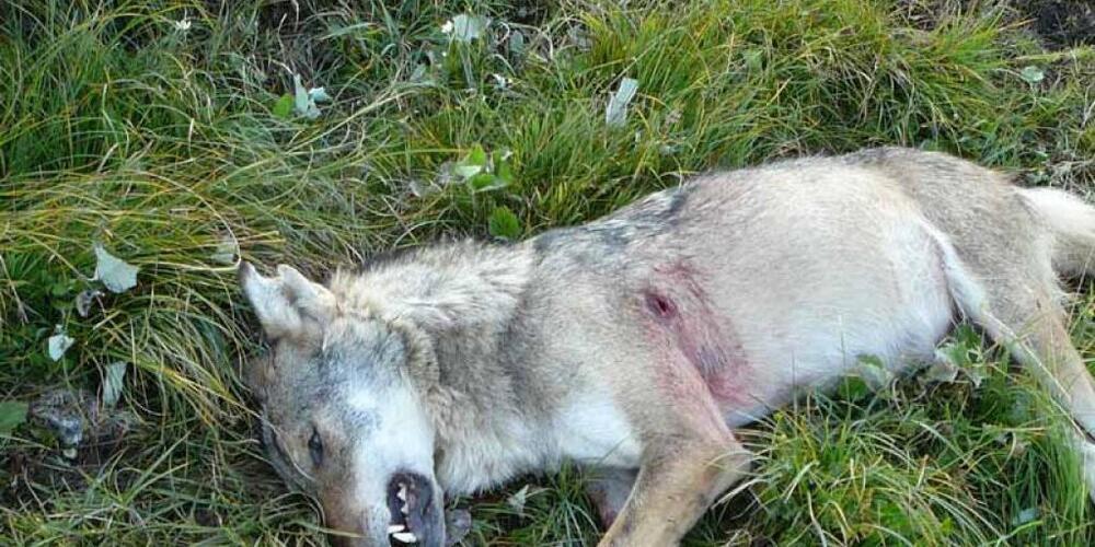 Der Wolf wurde erlegt, weil er sich längere Zeit in der Nähe von Menschen aufhielt. (Symbolbild)