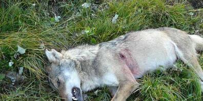 Der Wolf wurde erlegt, weil er sich längere Zeit in der Nähe von Menschen aufhielt. (Symbolbild)