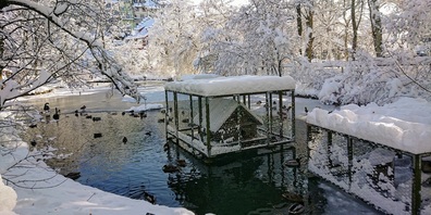 Vogelgrippe-Ausbruch im Entenweiher des Wiler Stadtweiers hat Konsequenzen.