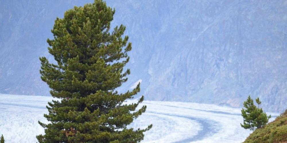 Eine Arve oberhalb des Aletschgletschers: Eine Studie zeigt, dass der Nadelbaum in hohen Lagen genetisch gut für künftige Klimaverhältnisse gerüstet ist. In tiefen Lagen zeigt sich jedoch ein anderes Bild.