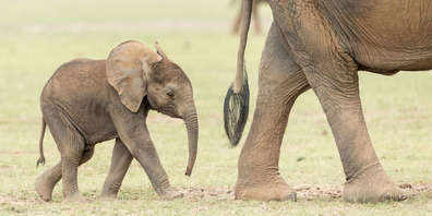 Bisher galt in Österreich der "Babyelefant" als Masseinheit für das Abstandhalten (Symbolbild: Shutterstock)