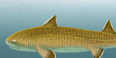 Illustration des Urzeithais namens Asteracanthus: Er gehörte vor 150 Millionen Jahren zu den grössten Vertretern seiner Zeit.