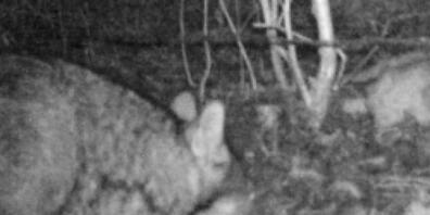 Hier tappt der Wolf auf einem nächtlichen Streifzug in die Fotofalle.