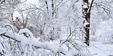 Im Wald besteht aufgrund der grossen Schneemasse die Gefahr von umstürzenden Bäumen oder herabstürzenden Ästen. 