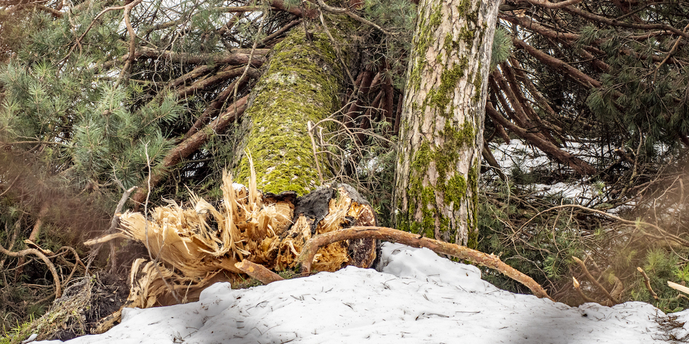 Auch dieser Baum konnte dem Gewicht der Schneemassen nicht standhalten (Bilder: Georg Vogelsanger)