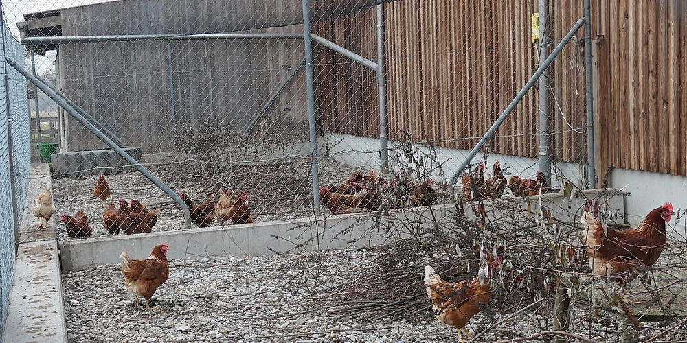 Die definierten Massnahmen gelten auch für Kleinst- und Hobbyhaltungen. (Symbolbild)