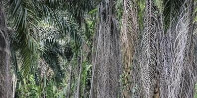 "Eine Win-win-Situation für beide Seiten": So bezeichnen die Befürworter das Freihandelsabkommen der Efta-Staaten mit Indonesien. Am 7. März stimmt das Schweizer Stimmvolk darüber ab. (Archivbild)