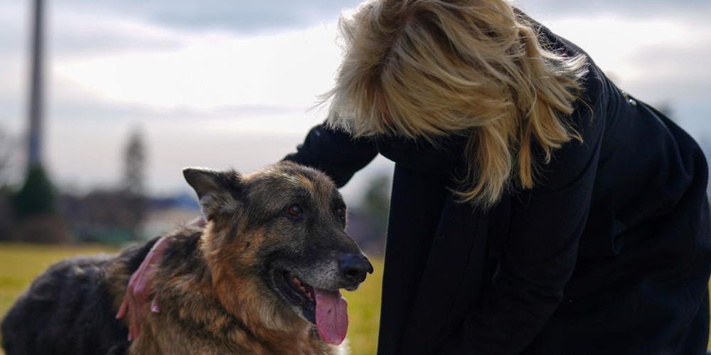 Mit den Bidens sind nun auch die beiden Hunde des Präsidentenpaares ins Weisse Haus eingezogen. Im Bild die Frist Lady Jill Biden mit ihrem Hund namens Champ. (Archivbild)