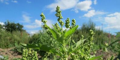 Das Einjährige Bingelkraut ist erstaunlich flexibel: Einer neuen Studien zufolge "vermännlicht" sich das Weibchen kurzerhand selbst, wenn kein Männchen in der Nähe ist.