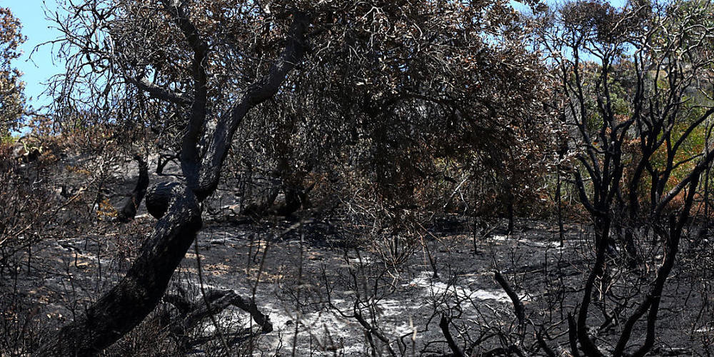 ***FILE IMAGE***.Bushfire damage is seen outside the Cathedrals camping ground on  K'gari (Fraser Island), QLD,  Saturday, November 21, 2020. Tourists have been ordered to stay away from Queensland's world heritage-listed Fraser Island as a massiv...