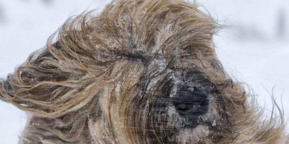 Heftige Föhnwinde bringen auch die "Frisuren" von Hunden durcheinander. (Archivbild)