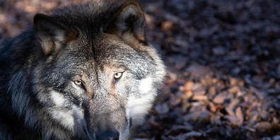 In Graubünden sind am Wochenende wieder zwei Wölfe von Zügen überfahren worden. Ein weiteres Tier wurde vermutlich von Artgenossen getötet (Themenbild).