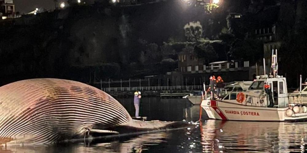 HANDOUT - Ein Boot der Küstenwache treibt neben dem Kadaver eines Riesenwals im Hafenbecken von Neapel. Foto: Küstenwache/dpa - ACHTUNG: Nur zur redaktionellen Verwendung im Zusammenhang mit der aktuellen Berichterstattung und nur mit vollständige...